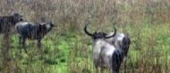 अर्ना : न फस्टायो, न मोटायो