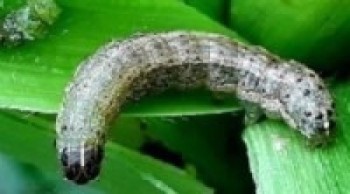 फौजी कीरा नियन्त्रण गर्न कृषकलाई विषादी