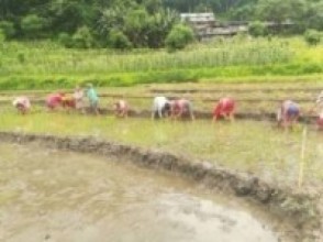 मास्कका साथ मार्सीधान रोपण