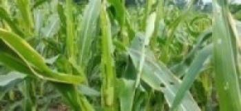 फौजी किराले मकैबाली सखाप 