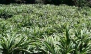 खेर गएको पाखोमा अलैँची खेती