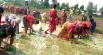 उन्नाइसौँ धान दिवसः मल बिनाको रोपाँई गर्दै किसान