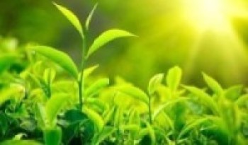 बाँझो जमिन उपयोग गरी चियाखेती विस्तार गरिँदै    