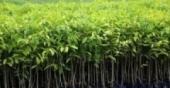 कपिलस्तुमा १२ लाख बिरुवा उत्पादन