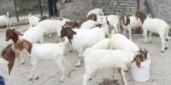 एकल महिलाको जीविकोपार्जनमा सघाउन बाख्रा वितरण