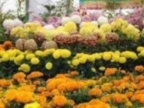 सहकारीले बजार मूल्यभन्दा सस्तोमा सयपत्रीको माला बेच्दै