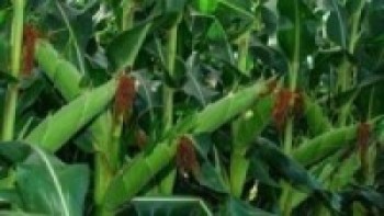 बँदेलले मकैबाली खाँदा किसान चिन्तित