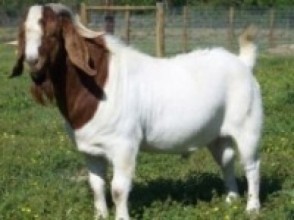 कृषकलाई बोका वितरण