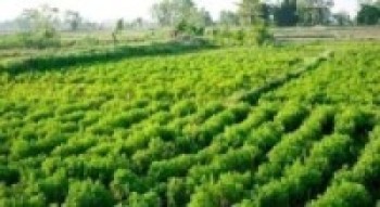 ट्युबेलमार्फत बाह्रै महिना सिँचाइले हराभरा खेतबारी