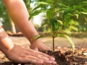 बकैयाको चपकीमा लोपोन्मुख दारको वृक्षरोपण