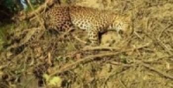 भाले चितुवा मृत फेला 