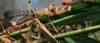 कर्णालीमा सलहबाट ४० प्रतिशत बालीमा क्षति   