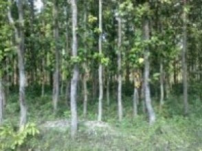 सुदूरपश्चिम प्रदेशमा १२७ वन सामुदायिक वैज्ञानिक वनमा समाहित