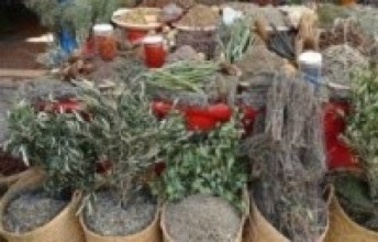 कोरोनाको असर जङ्गलमै कुहिए जडिबुटी