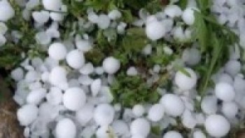 असिनाले साढे दुई करोडको सुन्तलामा क्षति