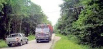 बाँदर र न्याउरी मुसाले पुलको उपयोग गर्दै