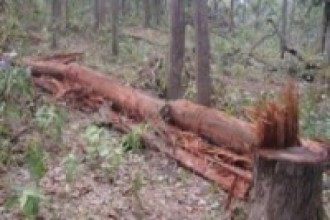 वन अतिक्रमण गरी भौतिक संरचना निर्माण गर्ने क्रम बढ्दो