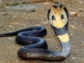 महोत्तरीमा सर्पको बिगबिगीः एक महिनामा १२० जनाको उपचार
