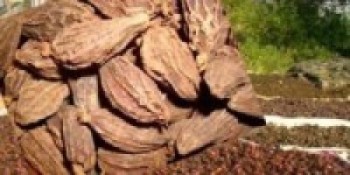 भारतीय बजारमा अलैँची माग बढ्दो, भाउ बढ्ने सम्भावना   