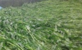 हावाहुरीका कारण मकै बालीमा क्षति   