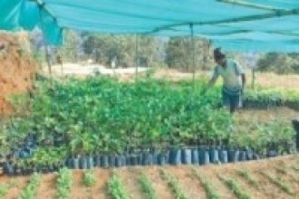 दाङमा जडीबुटी खेती कार्यक्रम शुरु !