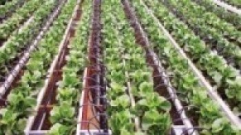 राजधानीबाट गाउँ फर्किएका सुवीन्द्र कृषिप्रतिको चाख