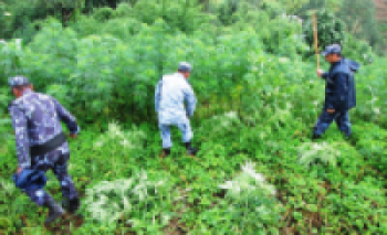 पन्ध्र बिघामा गरिएको गाँजाखेती नष्ट