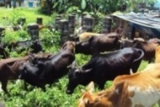 देवघाटमा रेबिजले गाई मरे  