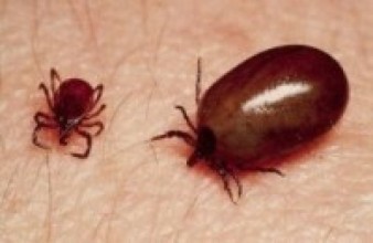 दार्चुलामा स्क्रब टाइफसका बिरामी भेटिए