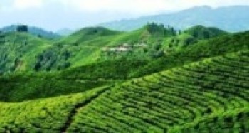 कोरोना कहर : चिया बुझ्न आएनन् विदेशी