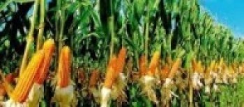 मकैखेती गर्ने किसानलाई कृषियन्त्र वितरण