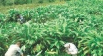 अलैँचीमा सकस : बजार मूल्यभन्दा भन्सार मूल्य दोब्बर