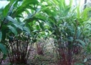 अलैँची भट्टीबारे विज्ञ र व्यवसायीकै मत ‘बाजाबाज’