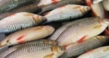 पाइन छाडे असला माछा