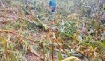 जङ्गली जनावरले बाली नष्ट गर्दै, किसान चिन्तित