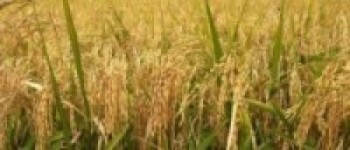 धान खेतमा रगिन गर्दै बीउ उत्पादन कृषि सहकारी