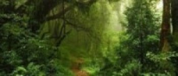 डेढ दशकदेखि बाढीपीडितको जङ्गलमै बास   