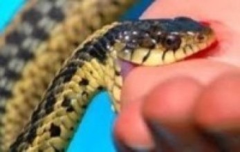 सर्पले डसेका बालकको उपचारमा आर्थिक सहयोग  