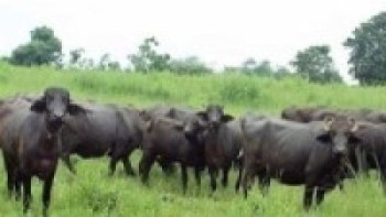 चार करोड लगानीमा पशुपालन