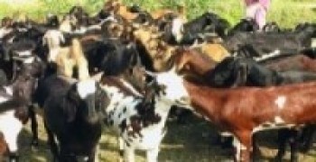 खसीबोका बिक्री हुन गाह्रो भो !