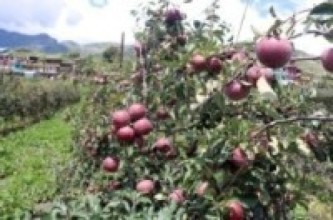 जुम्ली स्याउलाई बजारीकरणको अभाव : स्याउ उत्पादन बढ्यो