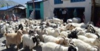 मुस्ताङी च्याङ्ग्राको भुवा सङ्कलन