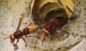 रोल्पामा अरिङ्गालको टोकाइबाट बालकको मृत्यु  