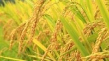 नवलपुरमा चैतेधान उत्पादनमा वृद्धि   