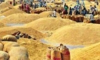 कञ्चनपुरमा टोकन प्रणालीमार्फत धान खरिद शुरु