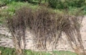 भोजपुरका किसानको रोजाइमा चिराइतो खेती