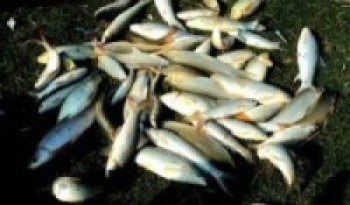 सुर्खेतमा दुई क्विन्टल अवैध मङ्गुर माछा जफत गरी नष्ट   