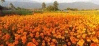 तिहारलाई ५० हजारभन्दा बढी सयपत्री फूलको माला आयात हुँदै   