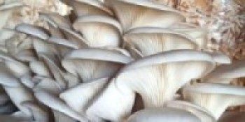 विद्यालयमै च्याउखेती    