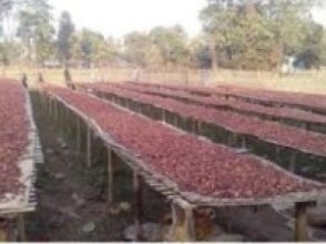 अलैँची बिक्रीबाट रु २० करोड आम्दानी